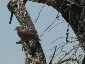 Low angle view of bird perching on tree against sky