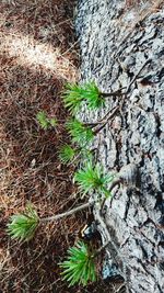 Close-up of plant