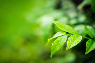 Close-up of wet plant leaves