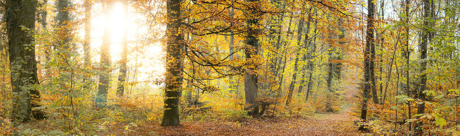 Sunlight streaming through trees in forest during autumn