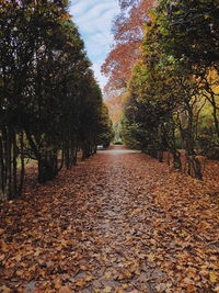 Footpath amidst trees during autumn