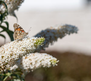 Close-up of butterfly pollinating on flower