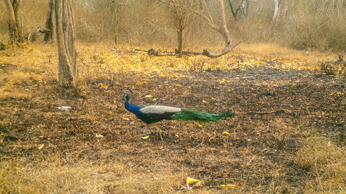 Bird in forest