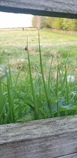 Close-up of plants growing on land