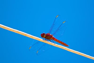 Close-up of insect against clear blue sky