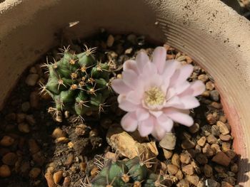 Close-up of pink cactus