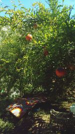 Close-up of fruits on tree