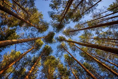 Low angle view of bamboo trees