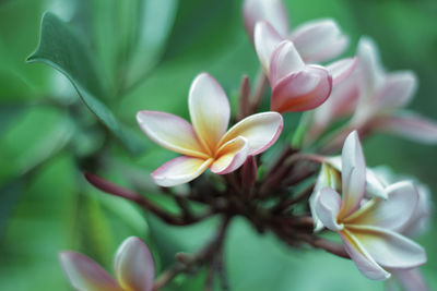 Close-up of white flowering plant