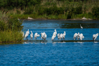 Flock of birds in calm lake