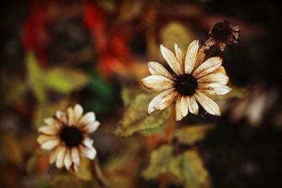 Close-up of pink flower blooming in garden