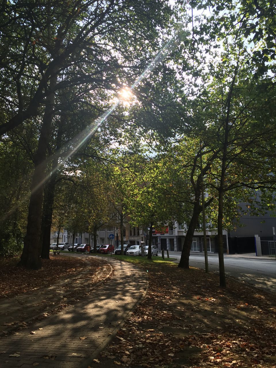 tree, tree trunk, growth, sunbeam, tranquility, scenics, park - man made space, tranquil scene, branch, the way forward, nature, beauty in nature, day, green color, lens flare, sun, outdoors, treelined, majestic, non-urban scene, long, footpath