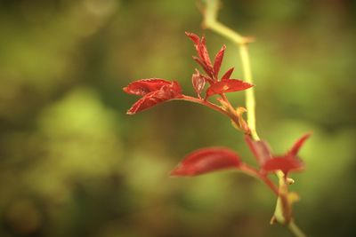 Close-up of red leaves