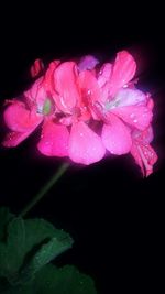 Close-up of water drops on pink flower against black background