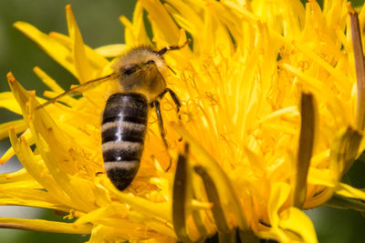 Close-up of bee pollinating on yellow flower