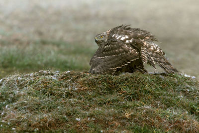 Portrait of owl perching on rock