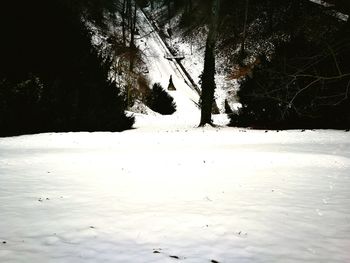 Trees on beach against sky during winter