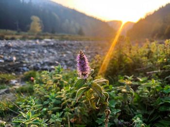 Close-up of purple flowering plant on field