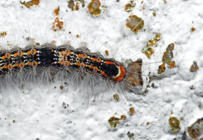 Close-up of insect on snow