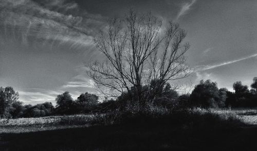 Silhouette of trees on field