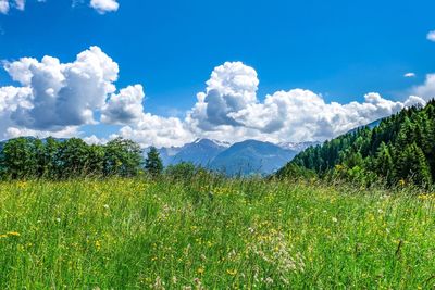 Scenic view of field against sky