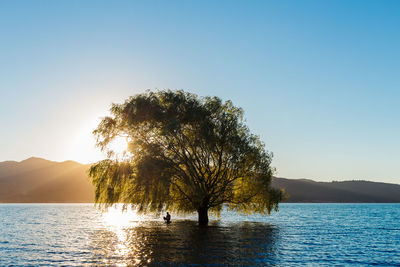 Tree by lake against clear sky