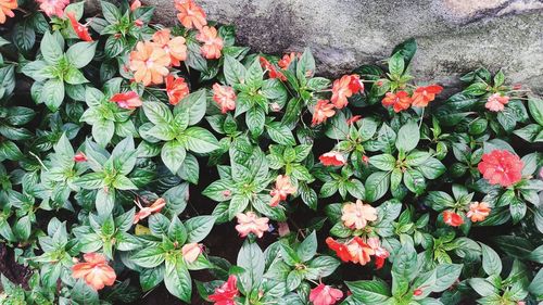 Close-up of red flowers blooming in park