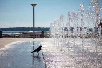 View of bird on fountain