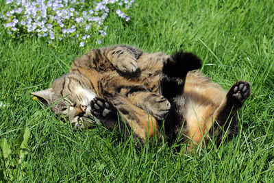 Cat lying on grass