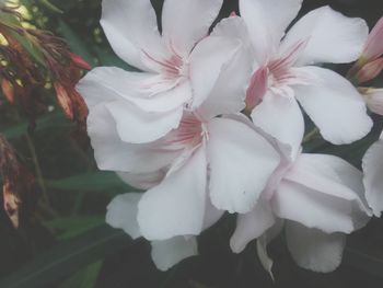 Close-up of white flowers