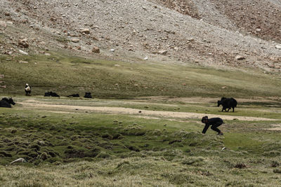 Horse grazing on field