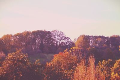 Scenic view of trees against sky during sunset