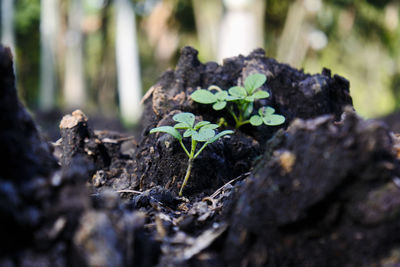 Close-up of small plant growing on field