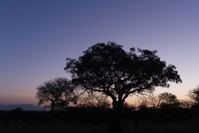 Silhouette tree on field against clear sky during sunset