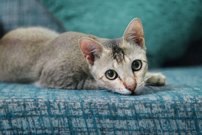 Close-up portrait of a cat