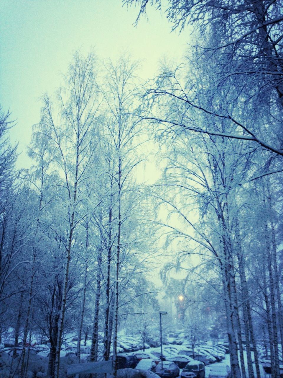 tree, bare tree, winter, snow, branch, cold temperature, tranquility, tranquil scene, nature, scenics, beauty in nature, sky, tree trunk, season, clear sky, forest, weather, low angle view, non-urban scene, outdoors