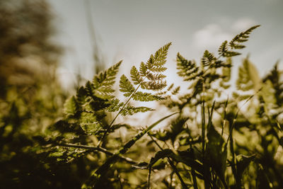 Close-up of plant growing on field