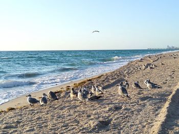 Seagulls on beach