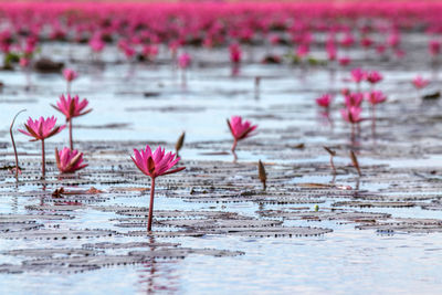 Close-up of pink water lily in lake