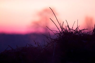 Silhouette of plants against sunset