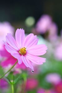 Close-up of pink cosmos flower