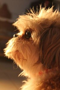 Close-up portrait of dog