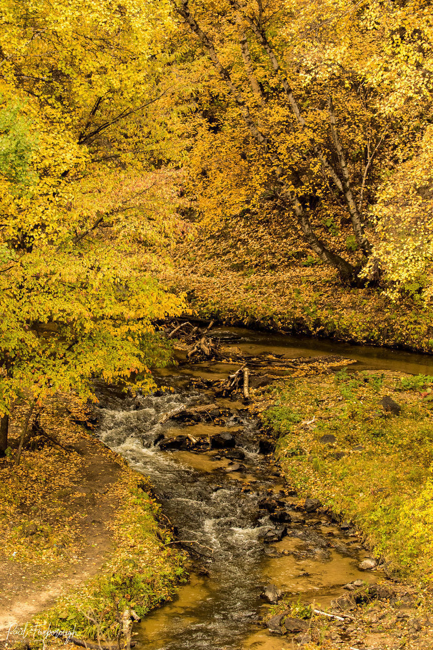 STREAM FLOWING AMIDST TREES IN FOREST