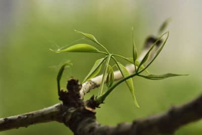 Close-up of plant growing outdoors