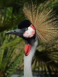 Close-up of a bird