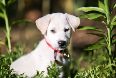 Close-up portrait of dog