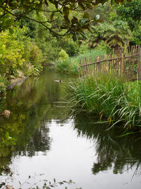Scenic view of lake in forest