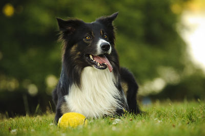 Border collie relaxing on grassy field