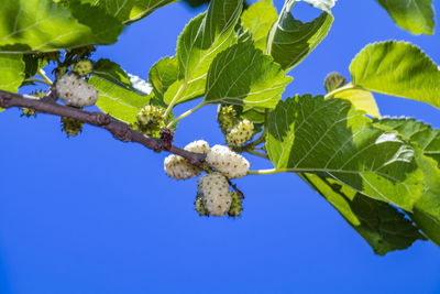 Low angle view of plant against blue sky