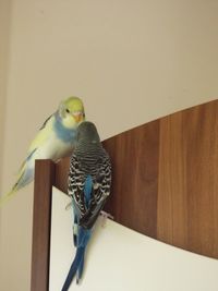 Bird perching on wall